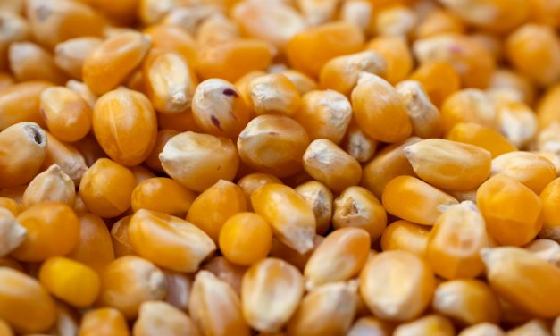 Dieta wegańska – zasady, korzyści i przykładowe jadłospisy